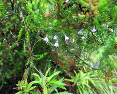Erica stylaris