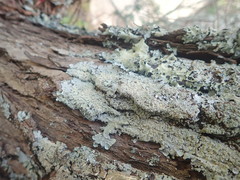 Notoparmelia erumpens