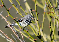 Anairetes flavirostris