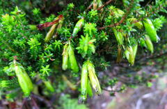 Erica viridiflora viridiflora