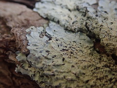 Notoparmelia erumpens