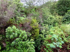 Erica viridiflora viridiflora