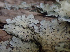 Notoparmelia erumpens