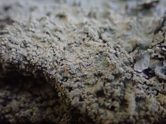 Notoparmelia erumpens