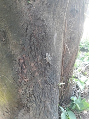 Tropidurus torquatus