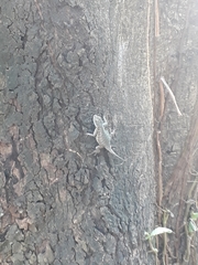 Tropidurus torquatus