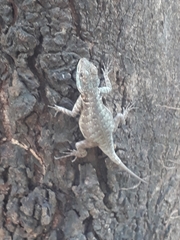 Tropidurus torquatus