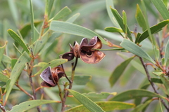 Acacia spirorbis