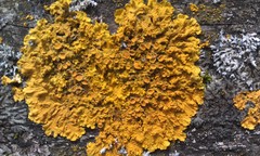 Common Sunburst Lichen - Photo (c) Bruce McCune, some rights reserved (CC BY-NC), uploaded by Bruce McCune