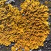 Xanthoria parietina - Photo (c) Bruce McCune,  זכויות יוצרים חלקיות (CC BY-NC), uploaded by Bruce McCune