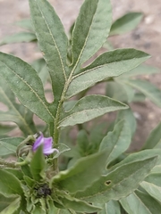 Solanum radicans