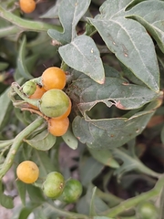 Solanum radicans