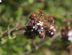 Pseudoselago peninsulae