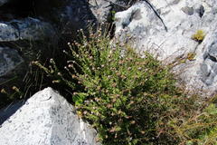 Pseudoselago peninsulae