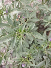 Solanum radicans