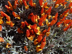 Anarthrophyllum elegans