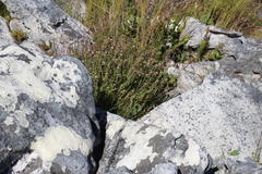 Pseudoselago peninsulae