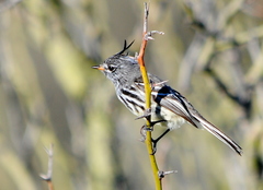 Anairetes flavirostris