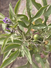 Solanum radicans