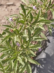 Solanum radicans