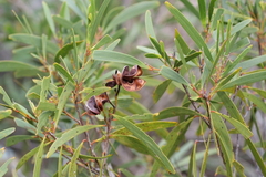 Acacia spirorbis