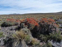Anarthrophyllum elegans