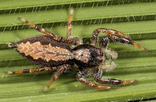 Holcolaetis zuluensis Lawrence, 1937