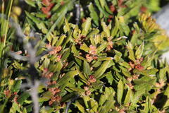 Morella kraussiana