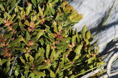 Morella kraussiana