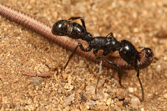 Plectroctena mandibularis