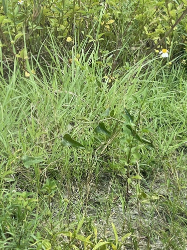 Smilax bona-nox image