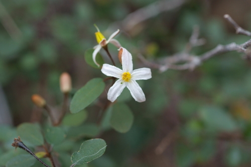 Solanum vaccinioides