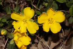 Hibbertia semipilosa