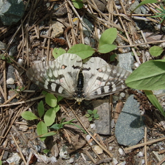 Parnassius clodius