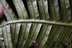 Blechnum attenuatum