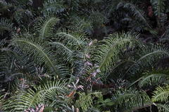 Blechnum attenuatum