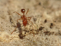 Pheidole hyatti