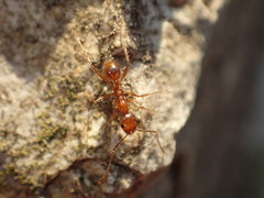 Pheidole hyatti