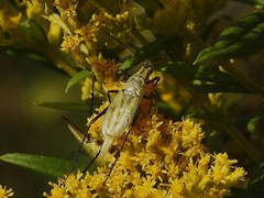 Oecanthus nigricornis