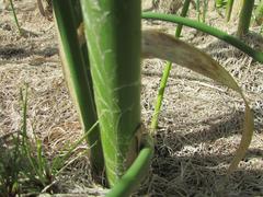 Schoenoplectus scirpoides