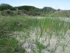 Schoenoplectus scirpoides