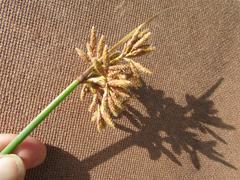 Schoenoplectus scirpoides