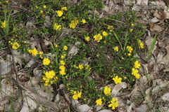 Hibbertia semipilosa