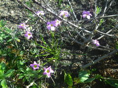 Oxalis bifida
