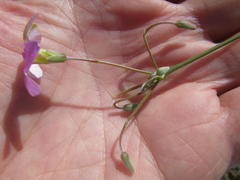 Oxalis bifida