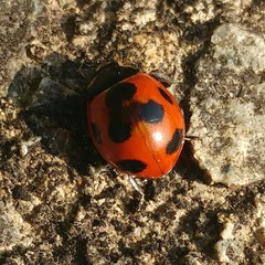 Coccinella septempunctata