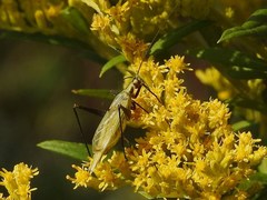 Oecanthus nigricornis