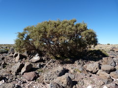 Anarthrophyllum rigidum