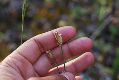 Silene involucrata