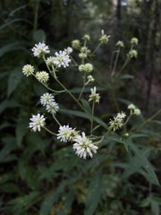 Verbesina walteri